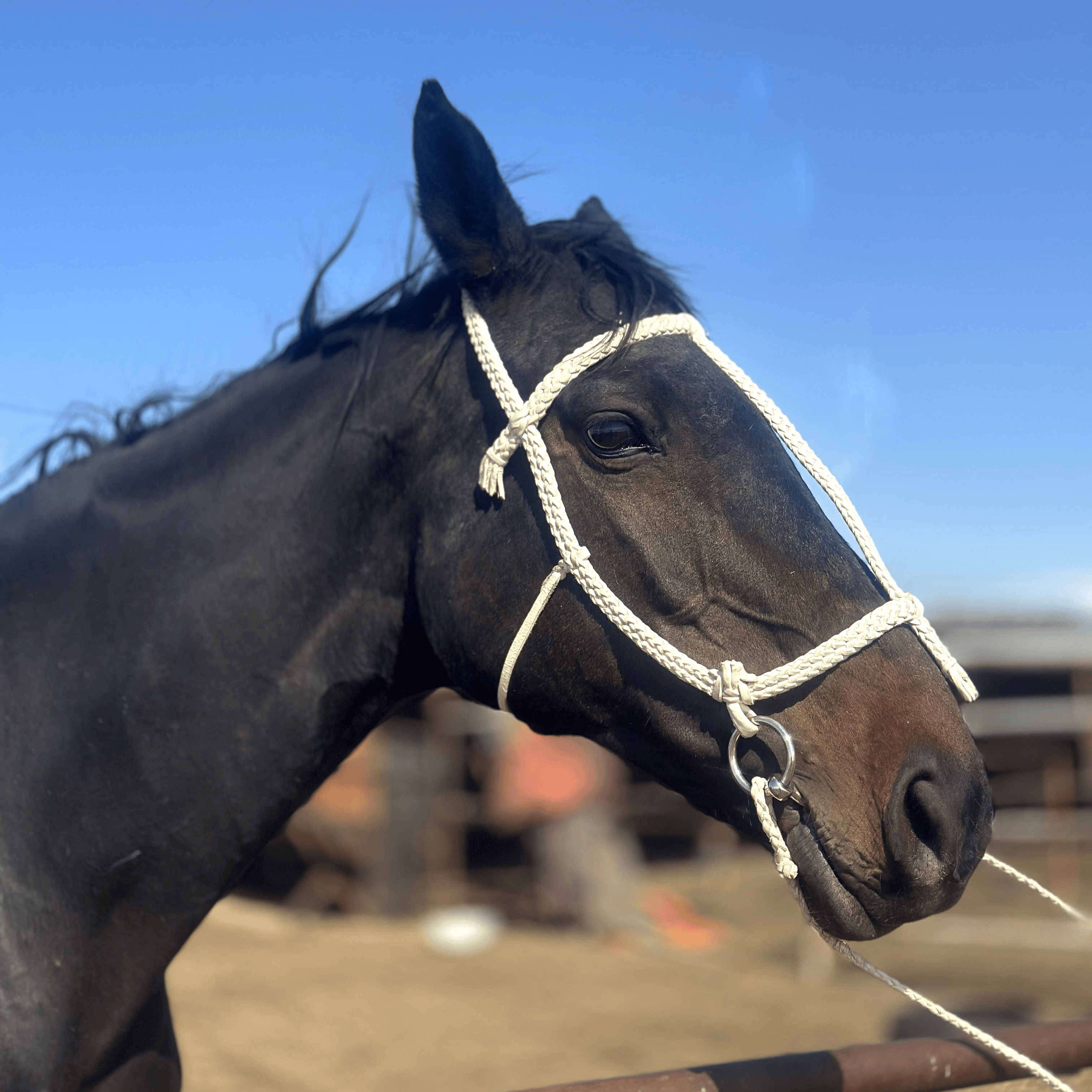 KHIIMORI Nomadic Braided Bridle