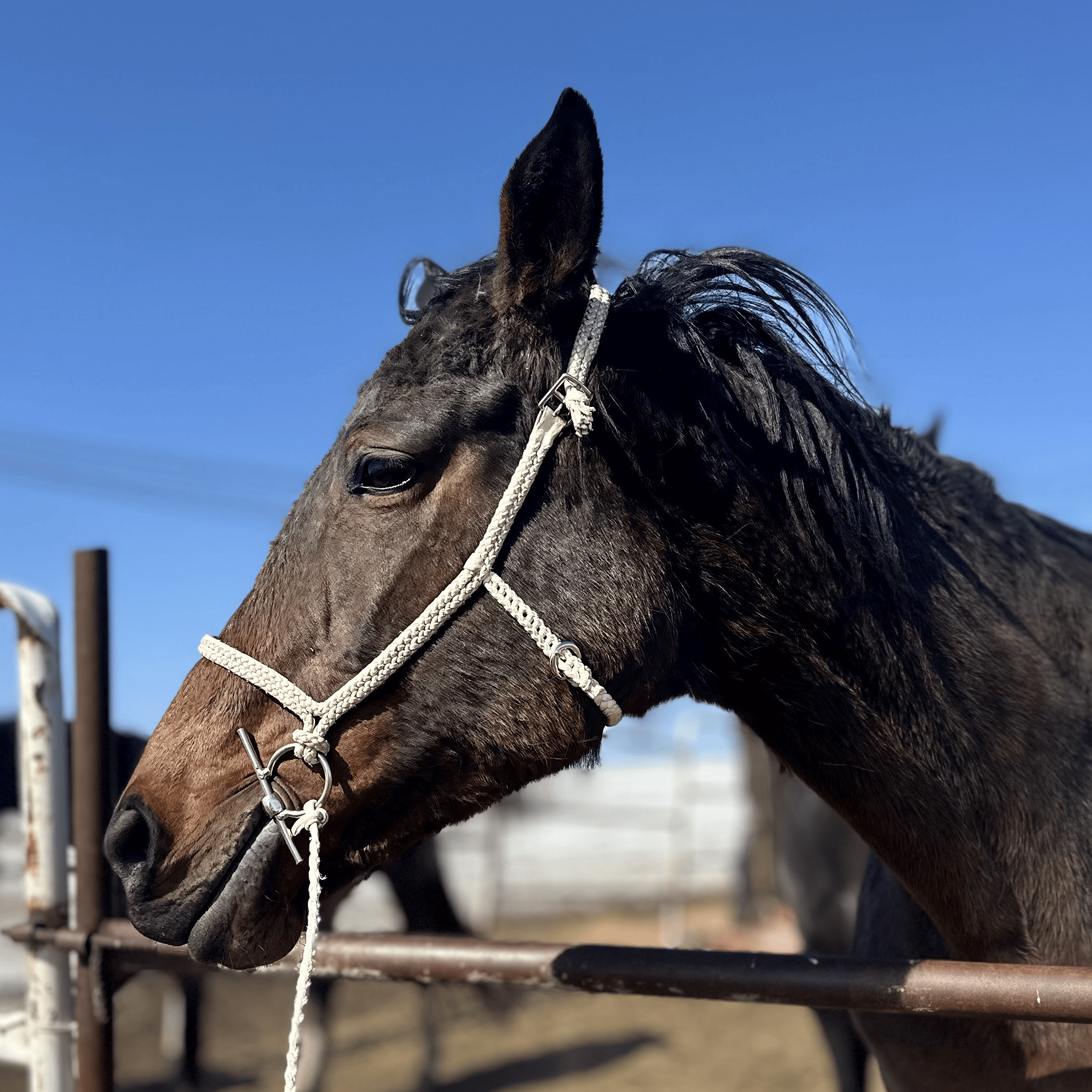 Handcrafted Braided Leather Bridle