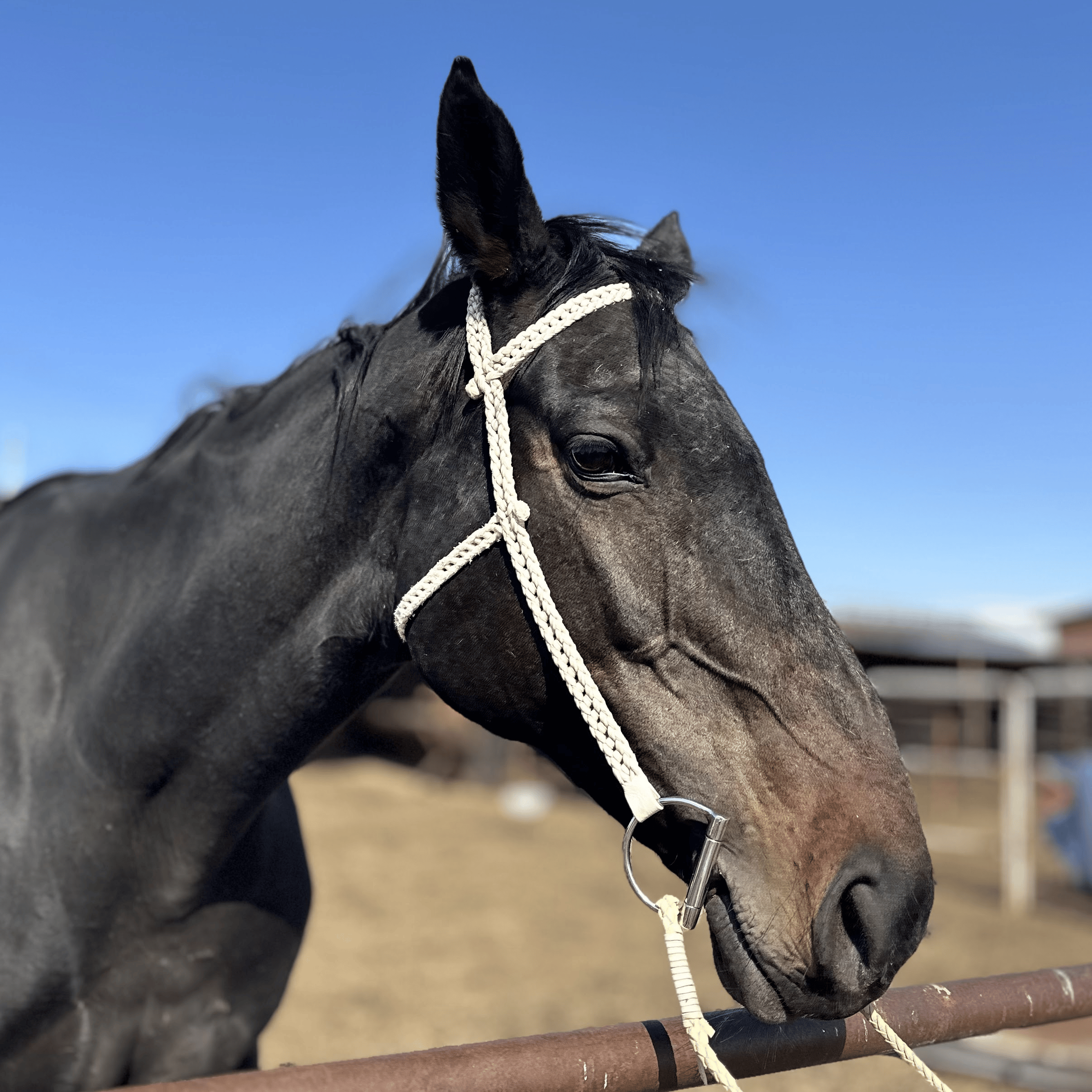 Traditional Mongolian Braided Rawhide Halter