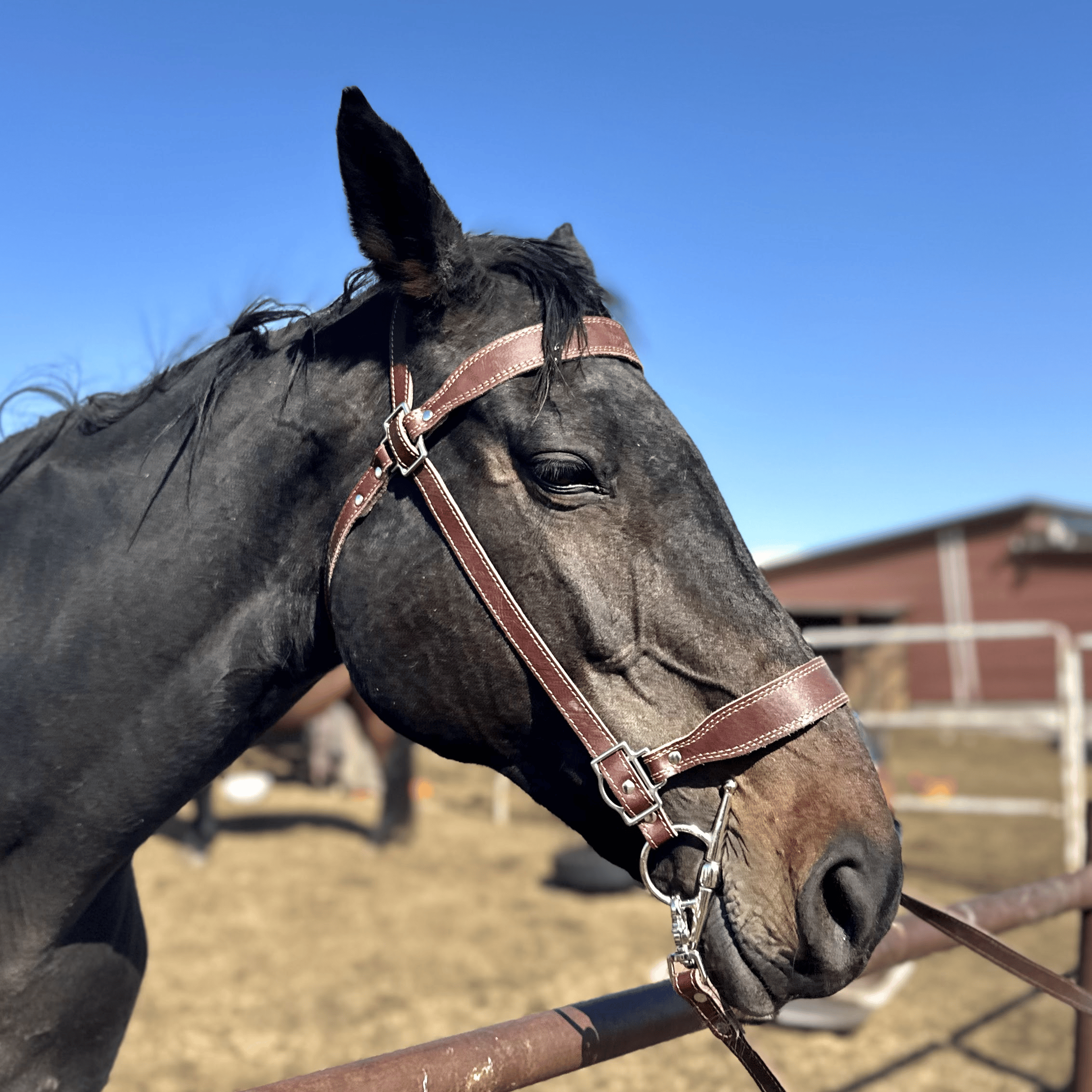 KHIIMORI Mongolian Leather Bridle
